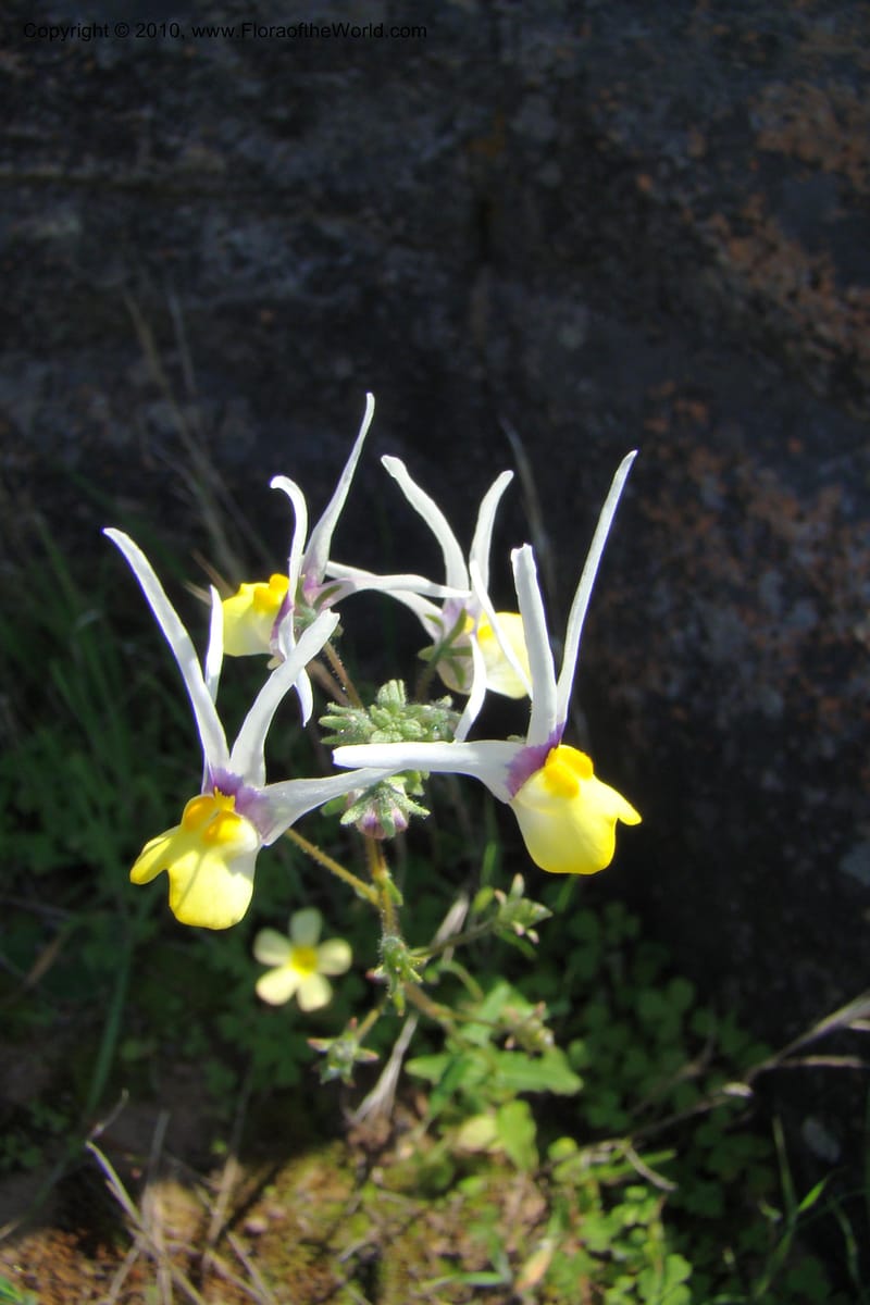Nemesia cheiranthus, C. Davidson 11523--South Africa. Northern Cape. Papkuilsfontein. 25 Aug 09. 275 (4).jpg