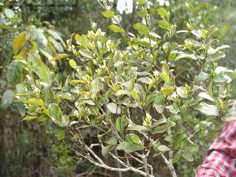 Olax emirensis, ZRogers1193--Madag. Anjozorobe, Aire Protegee, E Antsahabe. 17 Nov 06. 046.jpg