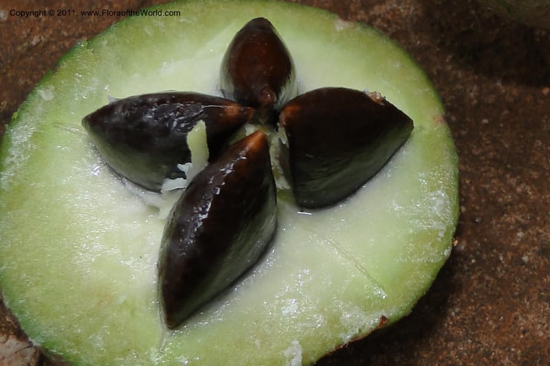 Planchonella umbonata, J. Munzinger 6512--Fiji. Nadarivatu Nature Reserve. 10 Feb 2011. 026 (317).jpg