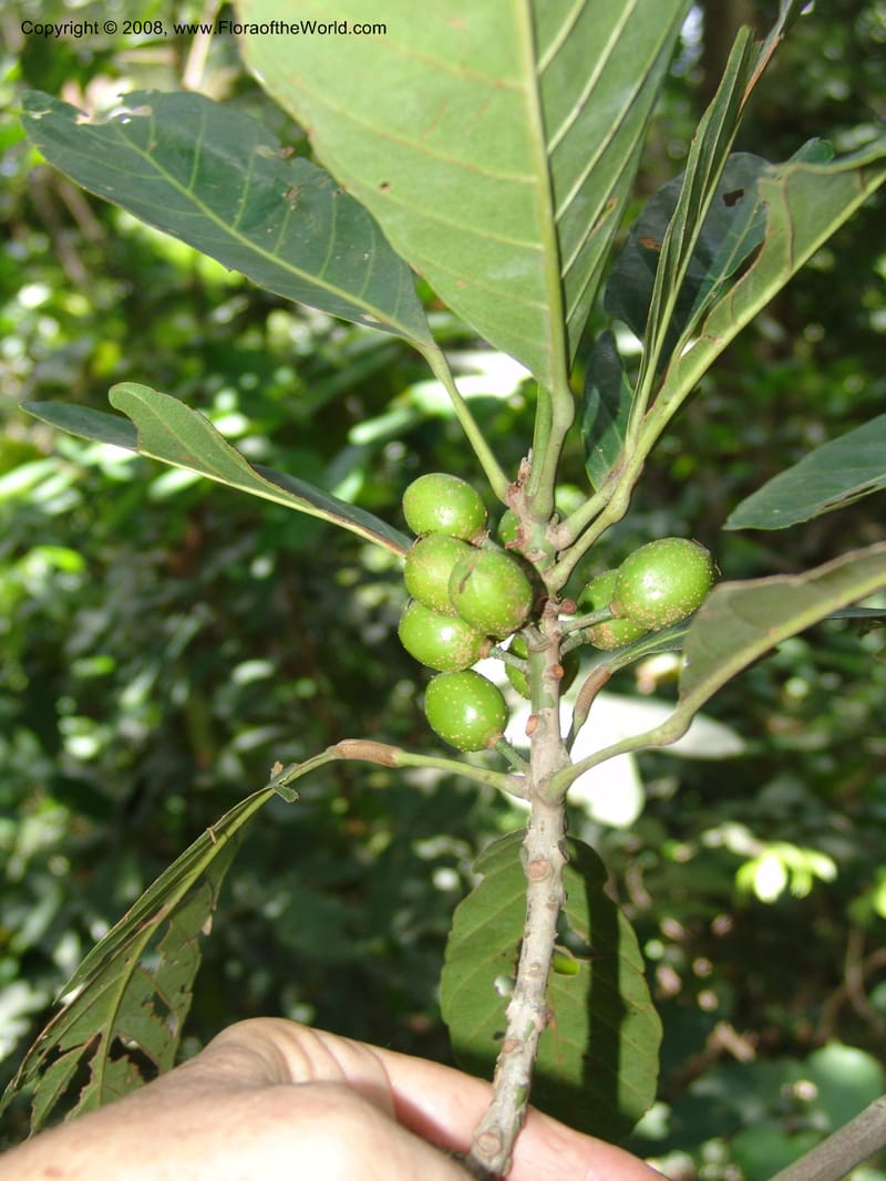 Uapaca, MLeal1140--Gabon. Prov. Ogooue-Iv. Res. Lope. Sommet Main. 19 Apr 06. 168.jpg