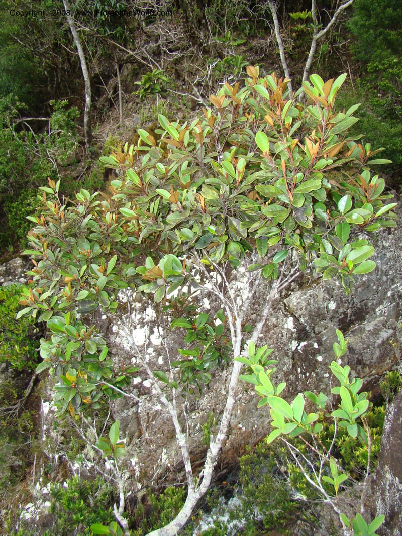 Myrtopsis, JMunzinger x--New Caledonia. Plateau de Dogny. 19 Nov 07. 357.jpg
