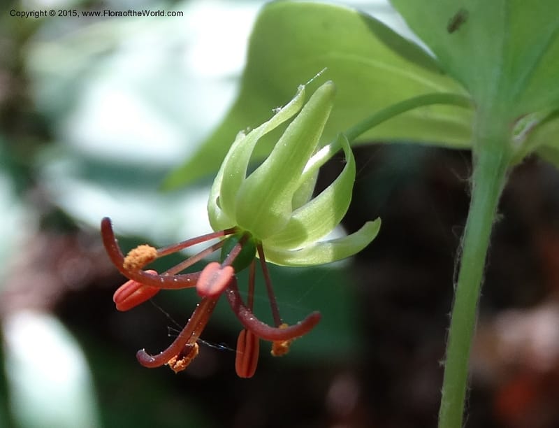 Mediola virginiana, Davidson, C 12947--North Carolina. Trans. Co. W Cradle of For. 11 May 2015. DSC03837 (61).JPG
