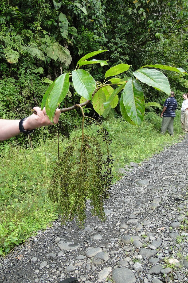 Schefflera vitiensis, M. Tuiwawa 4917--Fiji. Area of Monasavu Dam I. 9 Feb 2011. 201 (12).jpg