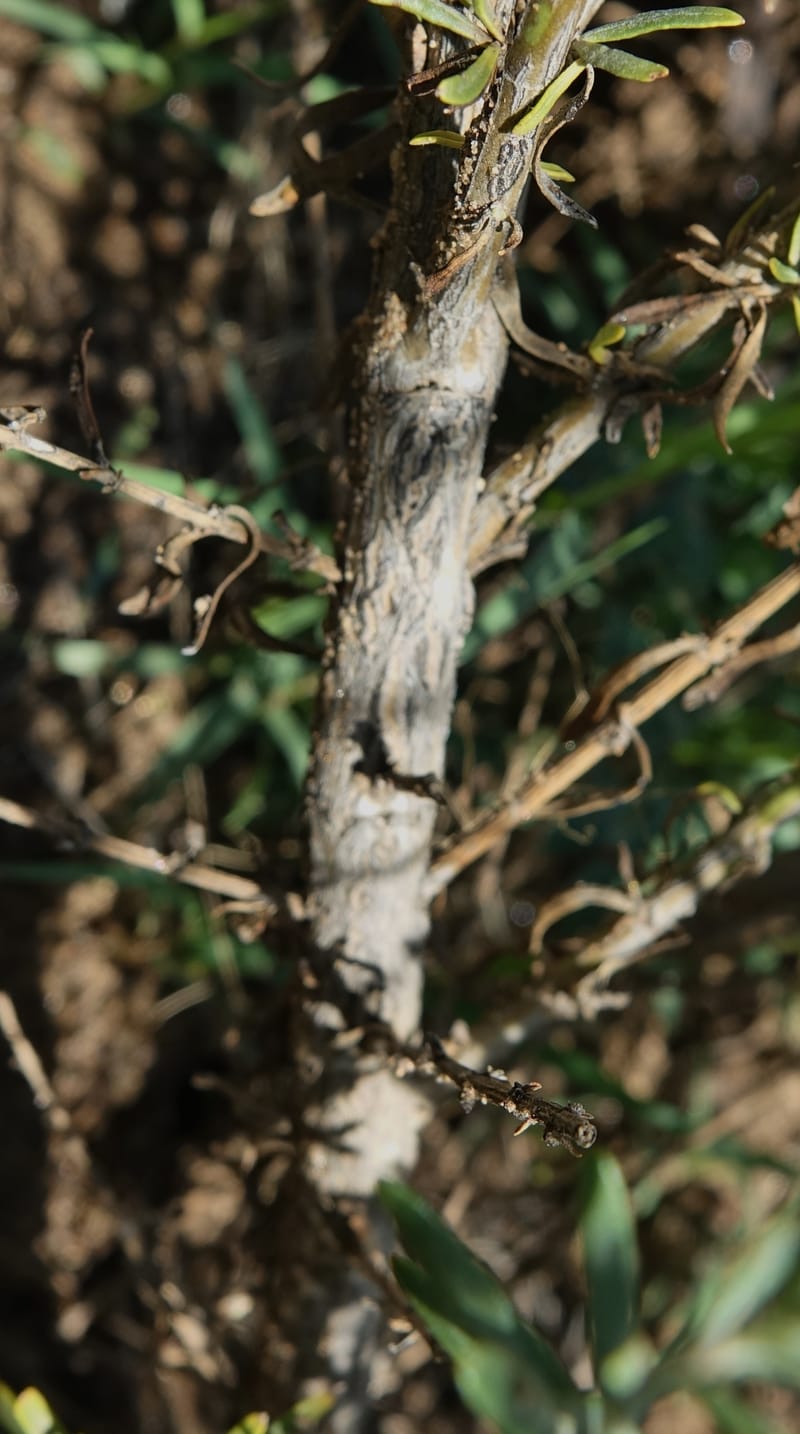 Gomphostigma virgatum, L. Nanyeni 1150--Namibia. B1 to Rehoboth, Frankie Fredricks St. 15 Mar 2018. DSC00565 (245).JPG