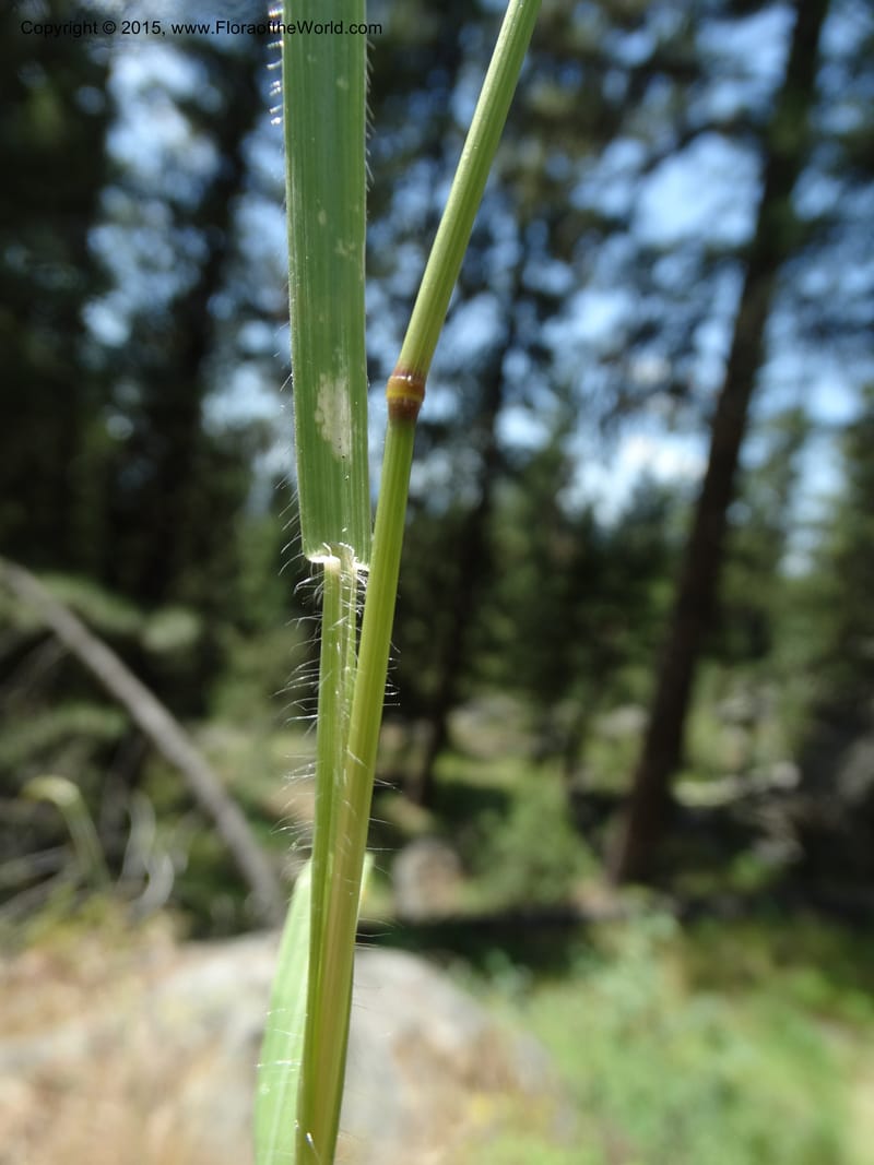 Bromus anomalus, Davidson, C 12563--Idaho. Valley Co. Payette Lake. Sylvan Beach. 12 Jul 2014. DSC09429 (150).JPG