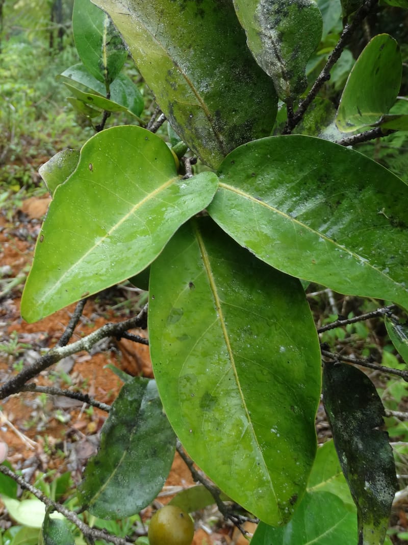 Diospyros, Plunkett, G. 3195--Fiji. Across the road from Waisali RF. 8 Nov 2015. DSC00330 (174).JPG