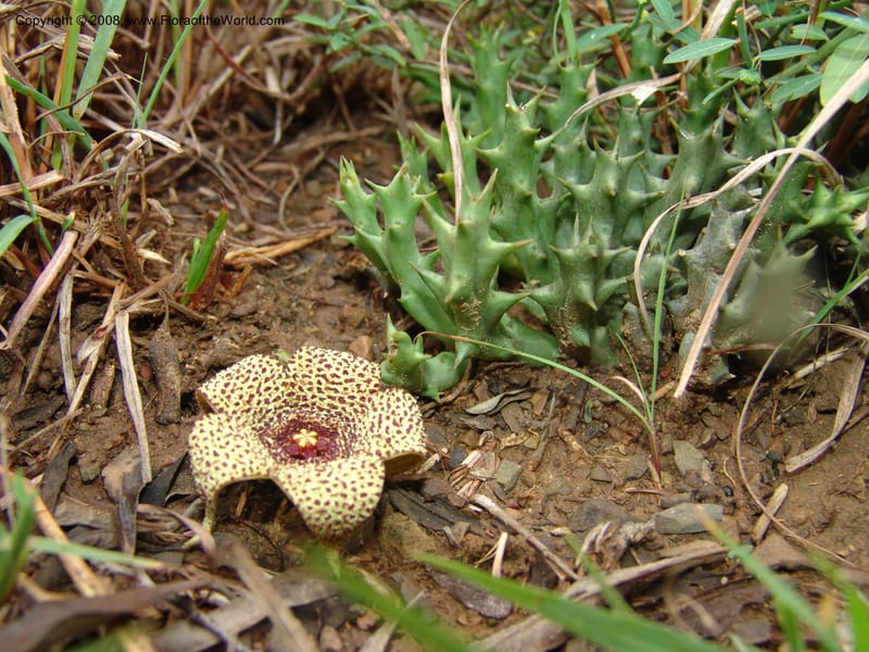 Orbea verrucosa--So.Africa. E. Cape. Kap Riv. Nat. Res. 7 Mch 05. 061.jpg