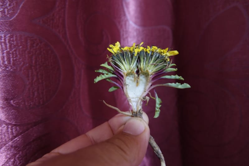 Soroseris gillii, C. Davidson 13771--China. Sichuan. Wu Ming Shan. 13 Aug 2017. DSC05530 (143).JPG