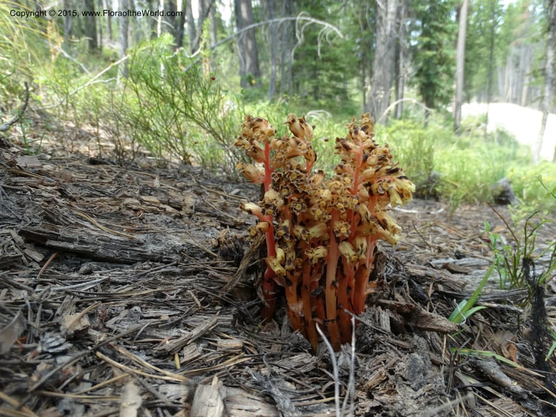 Monotropa hypopitys, Davidson, C 12626--ID. Idaho Co. S of Steamboat Summit. 5 Aug 2014. DSC00156 (148).JPG