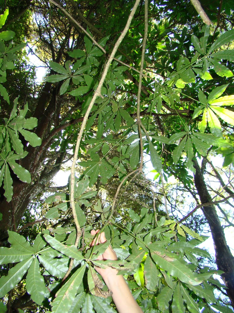 New Zealand. Waikato Distr. Puke Moke Moke Res. 26 Nov 07. 038.jpg