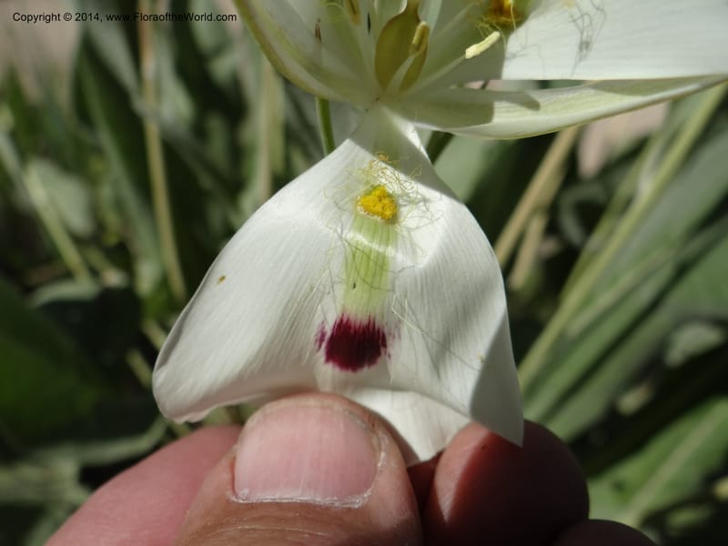Calochortus eurycarpus, Davidson, C 12189--ID. Boise Co. 5.2 miles west of Long Gulch-Rattlesnake Cr. jct. 15 Jun 2013. DSC06555 (10).JPG