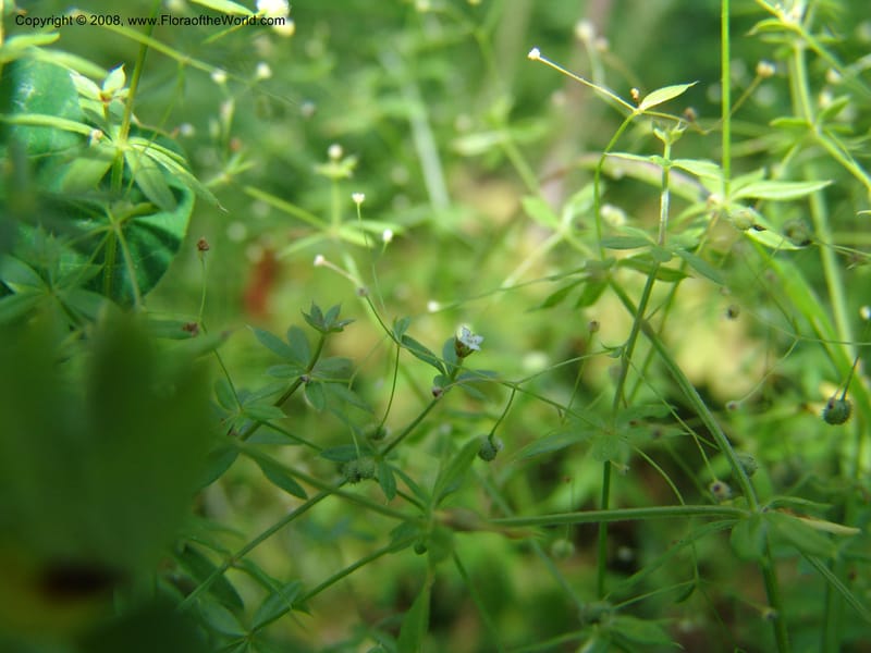 Galium asperrimum--ID. Valley Co. Sylvan Beach, Payette Lake. 13 Aug 05. 092.jpg