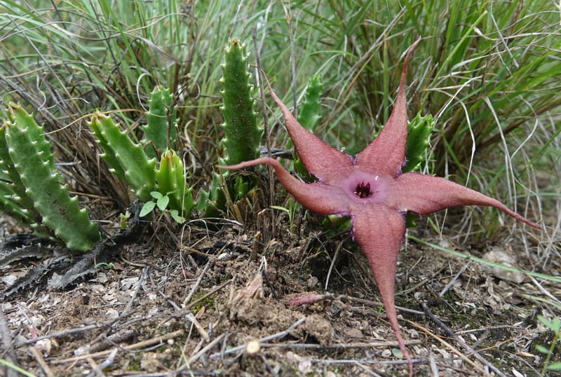 Stapelia schinzii, not. coll.--Namibia. Hwy D2859. Odom 418. 30 March 2018. DSC04324 (236).JPG
