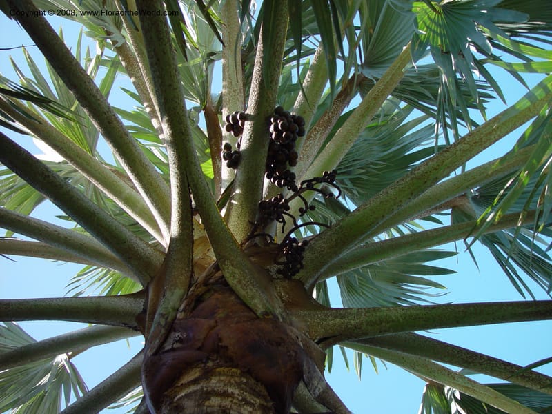 Bismarckia nobilis. 92251 E--FL. Fairchild Tropical Gard. 16 Jan 03. 016.jpg