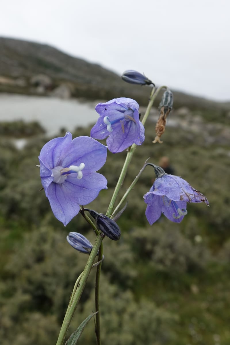 Adenophora jasionifolia, D. Boufford 44018--China. Sichuan. Daocheng Xian. 14 Aug 2017. DSC05676 (160).JPG