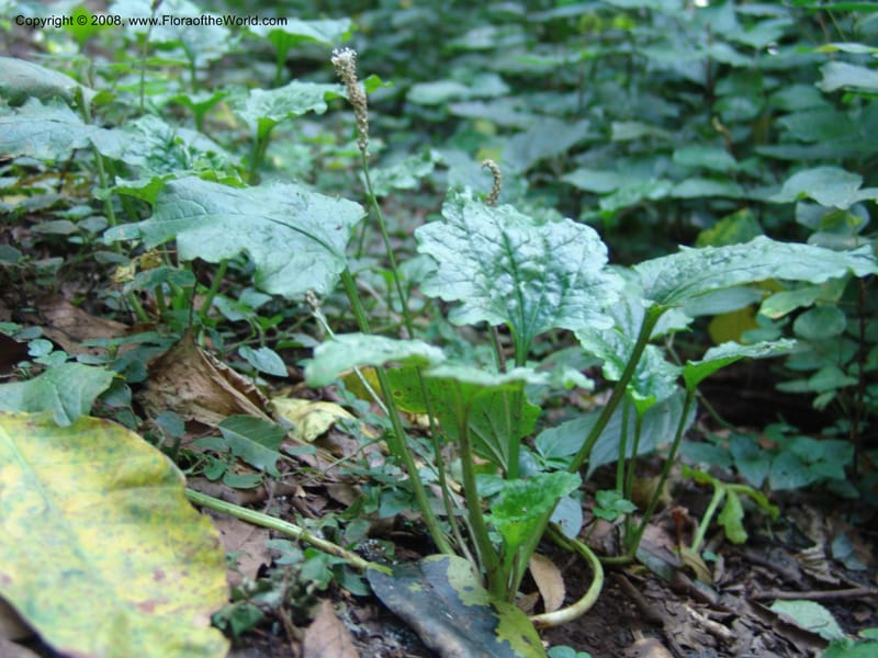 Plantago palmata--Kenya. Kakamega Forest. 8 Jul 04. 240.jpg