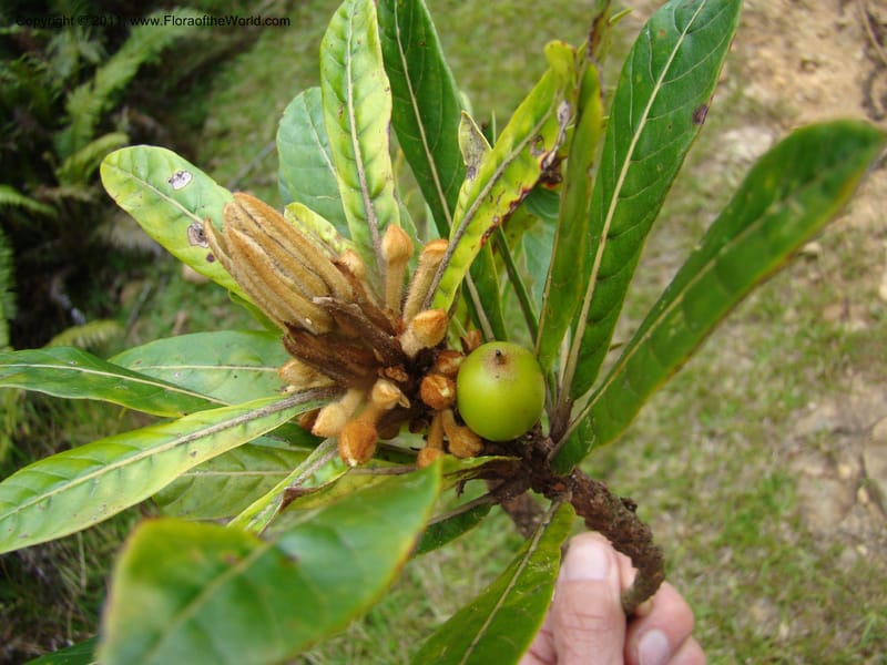 Beccariella rubicunda,  Munzinger, J 4804--New Caledonia, Aoupinie, 15 ov 2007  372 (1).jpg