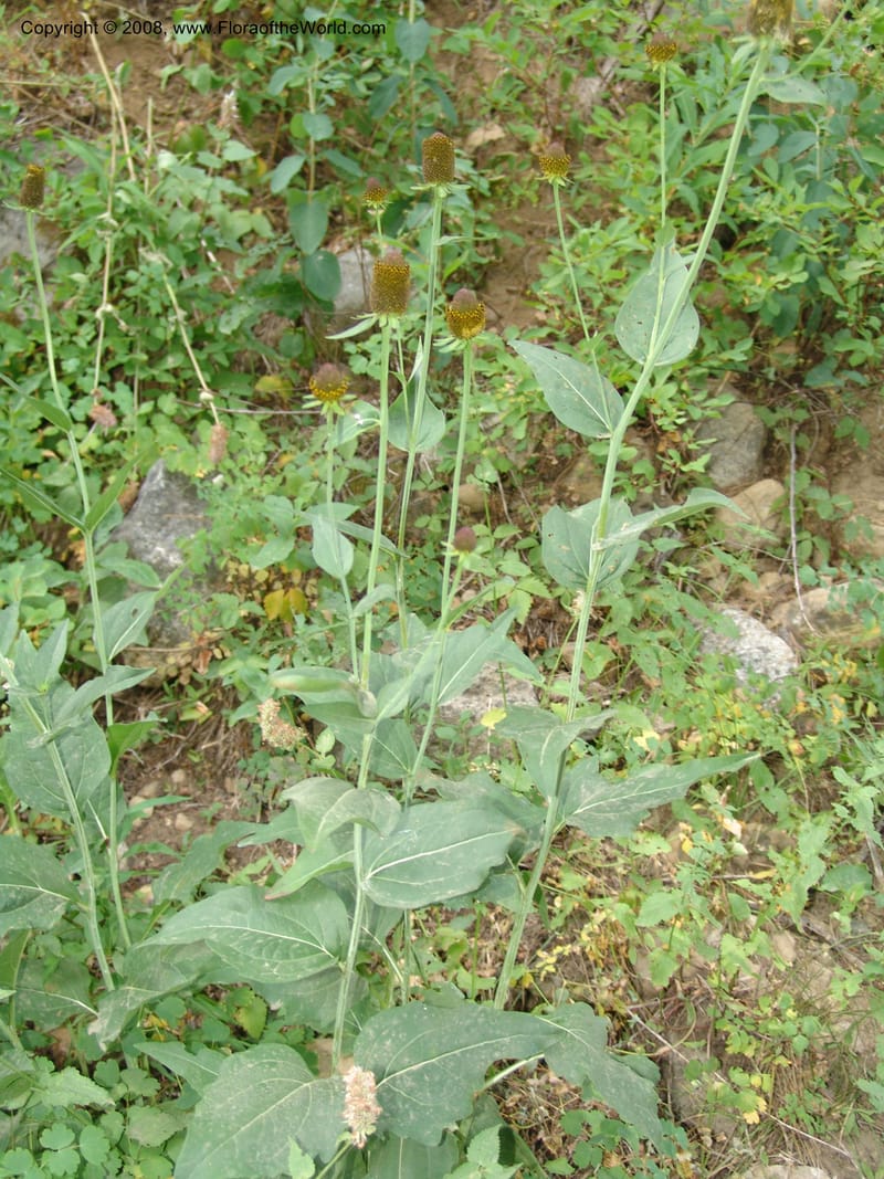 Rudbeckia occidentalis, CDavidson11111--ID. Adams Co. For. Serv. Rd. 453, to Goose Lk. 20 Jul 07. 104.jpg