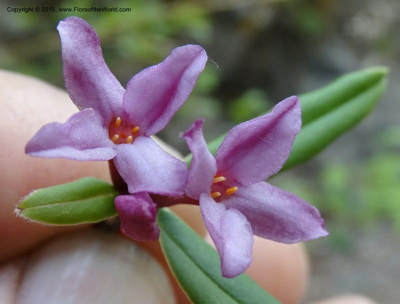 Daphne, Boufford, D 43616--China. Sichuan. ShaShiDuo. 8 May 2014. DSC04232 (41).JPG