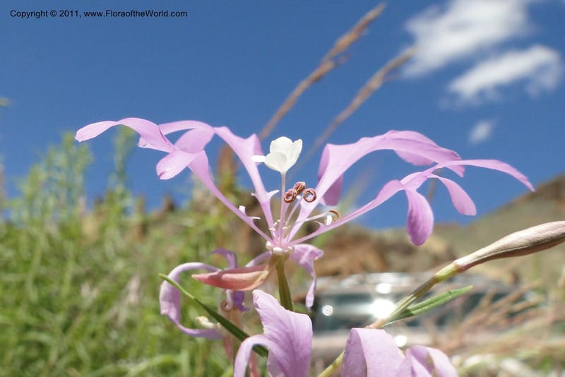 Clarkia pulchella, C. Davidson 11854--Oregon. Malheur Co. Leslie Gulch. 30 June 2011. 249 (10).jpg