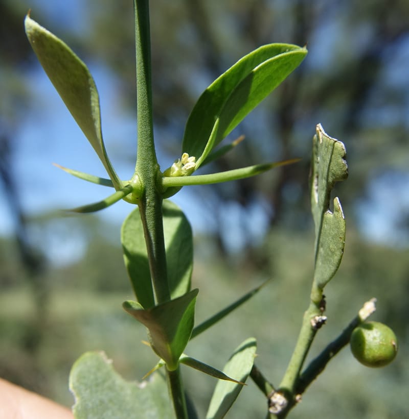 Gymnosporia senegalensis, L. Nanyeni 1166--Namibia. Hwy B1 S of Okahandja at Swakop R. bridge. 16 May 2018.  (75).JPG