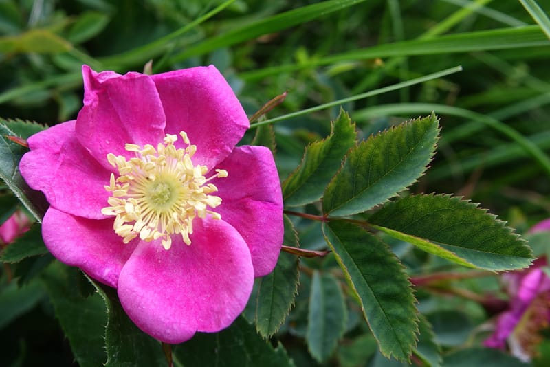 Rosa pendulina, Davidson, C 13265--Switzerland. Oberwald. Chapel St. Nikolas. 2 Jul 2016. DSC07728 (743).JPG