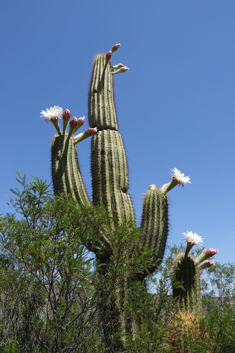 Trichocereus terscheckii--Argentina. Hwy 150, P.N. Ischigualasto. 7 Feb 2018. DSC09079 (25).JPG