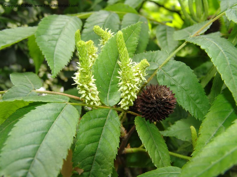 Platycarya strobilacea, 040550701--China. Hubei. Wuhan Botanical Garden. 24 Apr 07. 297.jpg
