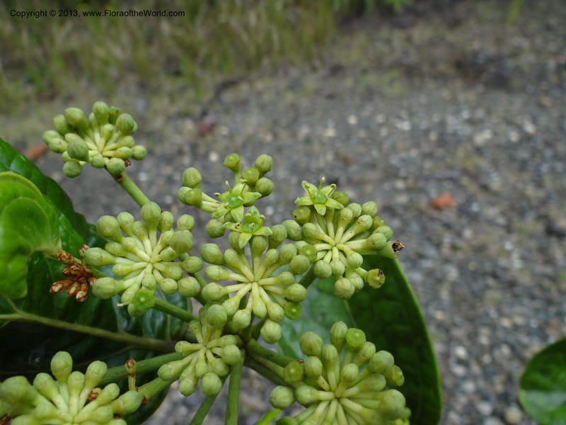 Aralia, SAN.153245--Malaysia, Sabah. Tawai For. Res. 9 Apr 2012. DSC07890 (104).JPG