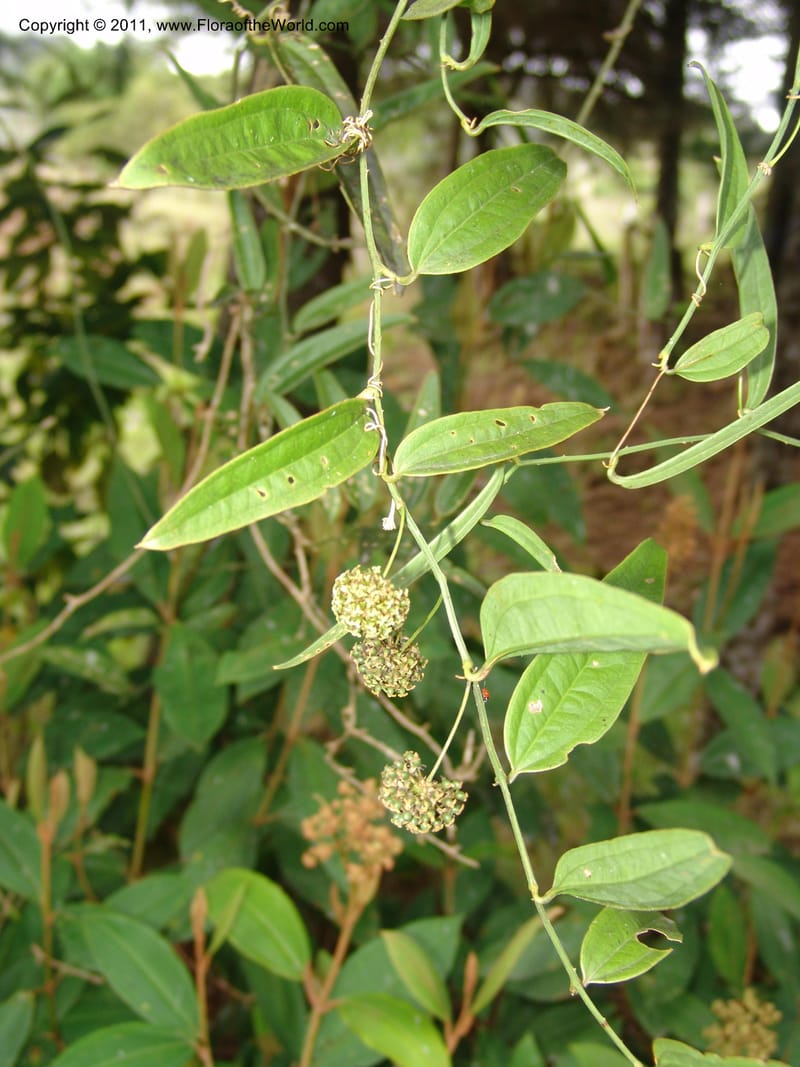 Smilax obliqua, RVasquez 31461--Peru. Prov. Oxa. Parq. Nac. Yanachaga Chemillen. 12 Oct 06. 177 (15).jpg