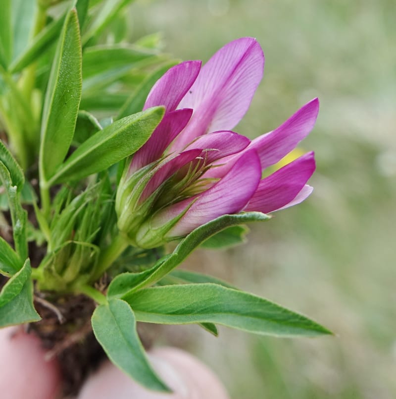 Trifolium alpinum, Davidson, C 13240--Switzerland. Furkapass. 1 Jul 2016. DSC06826 (602).JPG