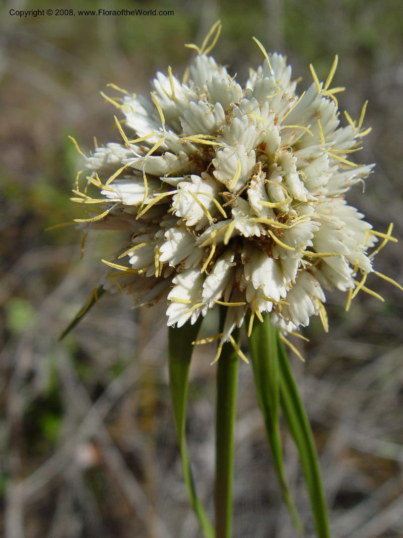 Cyperus obtusiflorus--So. Africa. KwaZuluNatal. Lake Sibaya Lodge. 1 Oct 03. 109.jpg