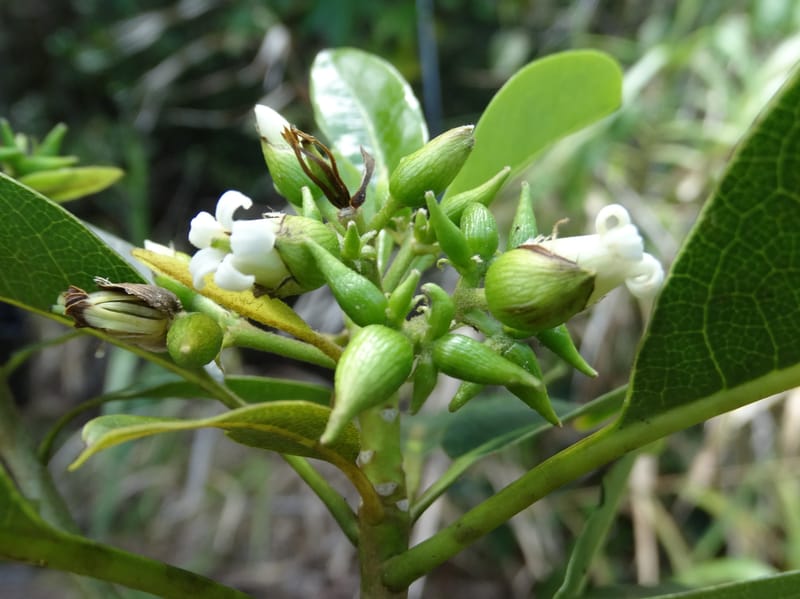 Pittosporum, Lowry, P 7341--Fiji. Vesidrua Vill. 5 Nov 2015. DSC09215 (100).JPG