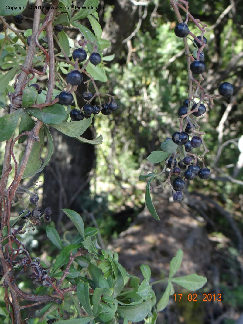 Cissus striata, W. D. Stevens 34100--Chile, Puente Polcura, 17 Feb 2013 8710 (13).JPG