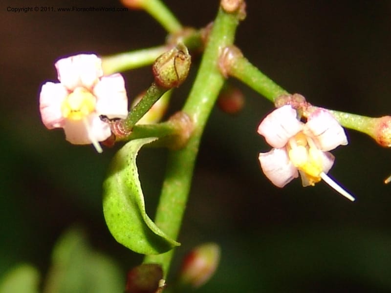 Ardisia, RVasquez31612--Peru. Prov.  Oxa. Estac. Paujil. Camino  Pozo Tigre. 17 Oct 06. 775.jpg