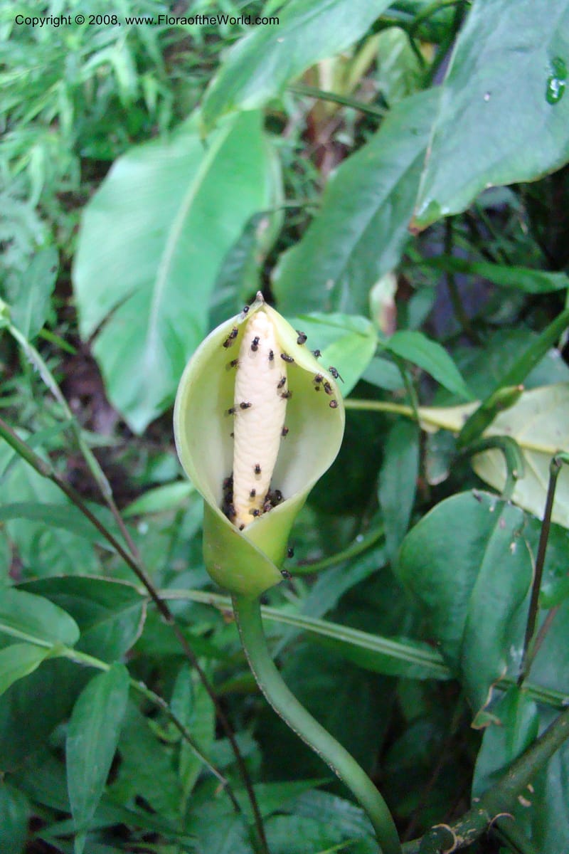 Culcasia falcifolia, WKindeketa2987--Tanz. Rungwe Distr. Rungwe For. Res. 24 Jan 08. 164.jpg