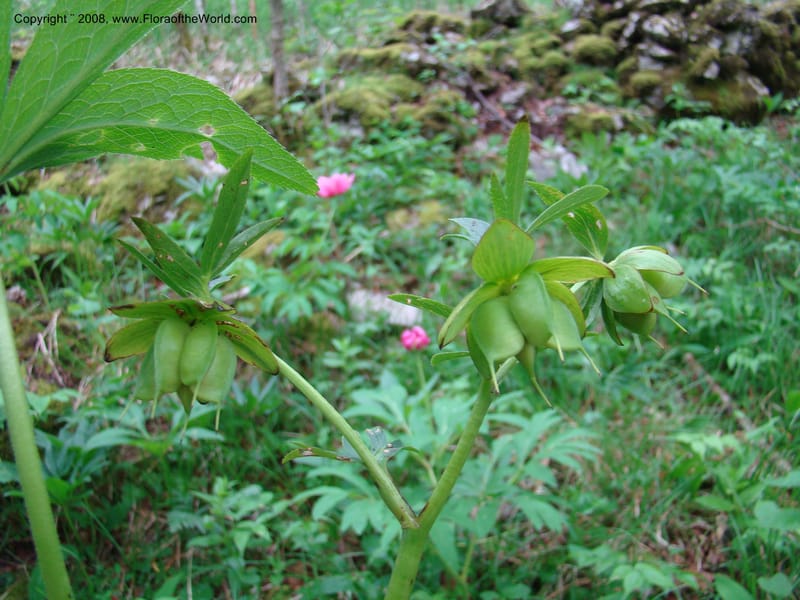 Slovenia. 3 km S of Kozina. 17 May 08. 102.jpg