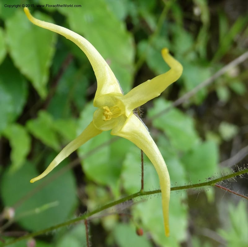 Epimedium, Boufford, D 43586--China. Sichuan. Tudiling Tunnel. 6 May 2014. DSC03860 (188).JPG