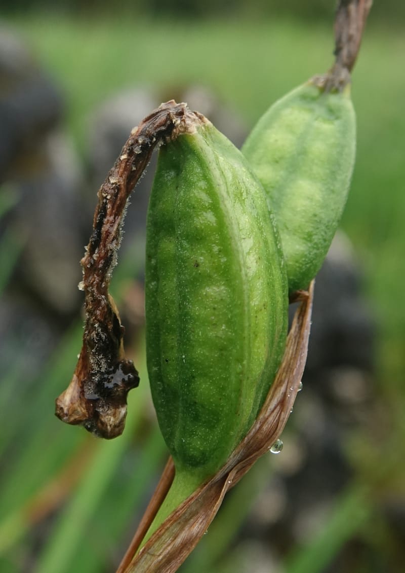 Iris bulleyana, D. Boufford 43982--China. Yunnan. Tianbao Shan. 10 Aug 2017.  (241).JPG