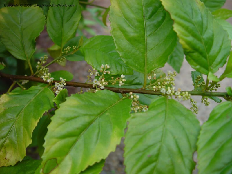 Maesa japonica. 87.0314--CA. uc Berkeley Bot. Gard. 11 Feb 03. 019.jpg