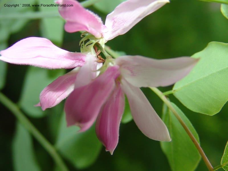 Indigofera kirilowii--IL. Chicago. Morton Arboretum. 1 Jul 05. 185.jpg