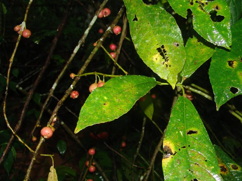 Siparuna subinodora, AAraujoM1193--Bolivia. Pq. Nac. Madidi. Rio Tuichi, Rudidi Cr. 28 Nov 04. 251.jpg