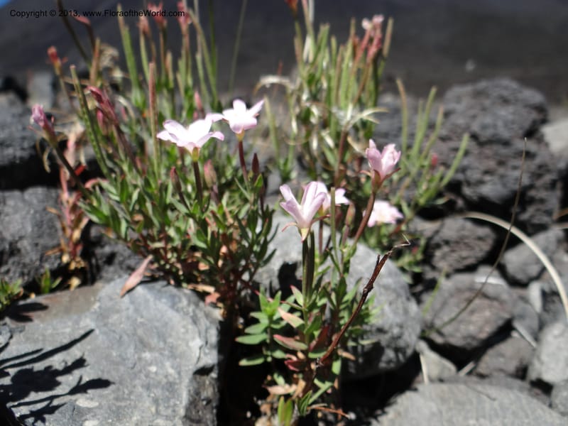 Epilobium, WDS 34141--Chile. P.N. Laguna del Laja. Ski lodge. 18 Feb 2013. DSC01783 (10).JPG
