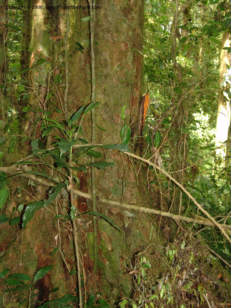 Matudea trinervia, N.Martinez515--MX. Chiapas. Res. Biosf. El Triunfo. Trail NW along stream. 9 Nov 04. 045.jpg