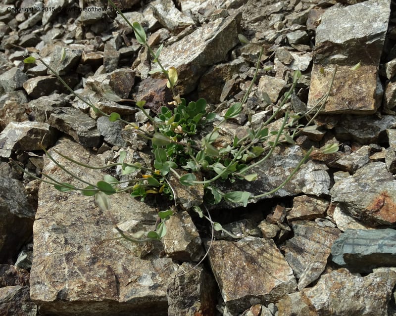 Noccaea fendleri, Davidson, C 12589--ID. Idaho Co. Seven Devils Camp Ground. 15 Jul 2014. DSC00113 (59).JPG