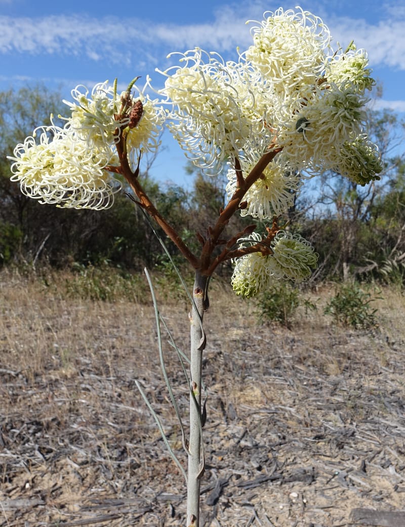 Grevillea leucopteris, Davidson, C 13440--Australia. W.A. Eneabba-Coolimba Rd. 24 Oct 2016. DSC05242 (80).JPG