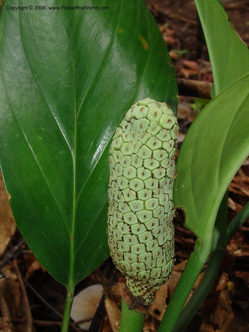 Monstera, Farfan666--Peru. Edo. Madre de Dios. ACEER Res. Ctr. Mango Trail.18 Oct 05. 022.jpg