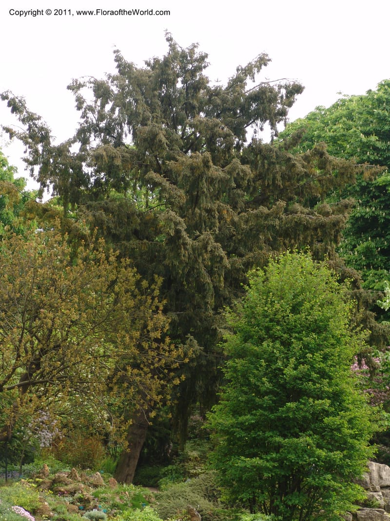 Torreya nucifera--France. Paris. Jardin des Plantes. 28 Apr 05. 323.jpg