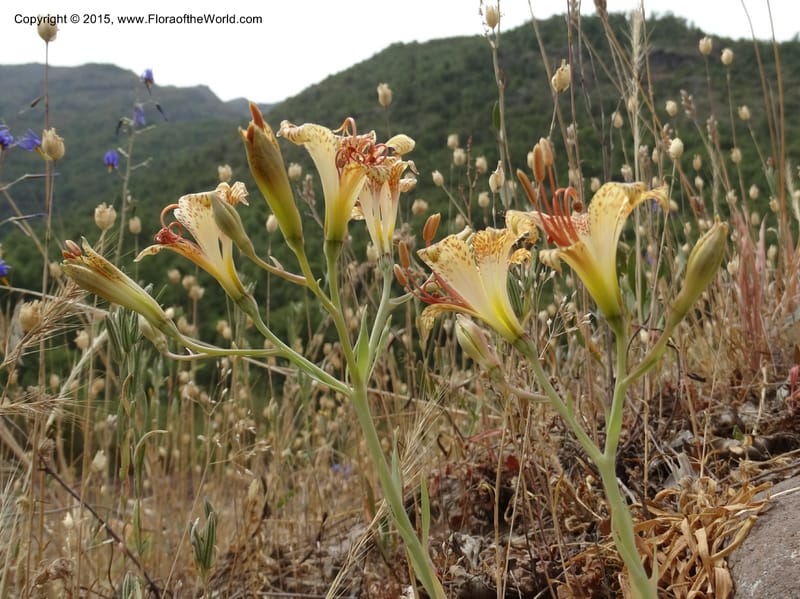 Alstroemeria versicolor, Davidson, C 12826--Chile. Ruta J-55 east of Talca. 27 Nov 2014. DSC08682 (138).JPG