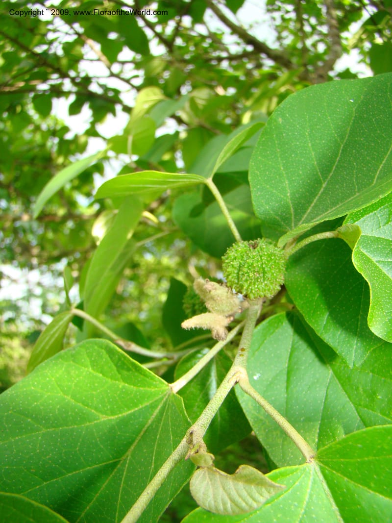 Croton, WDStevens27296--Nicaragua. Matagalpa. Kukamonga N of Esteli. 17 Jun 08. 132.jpg